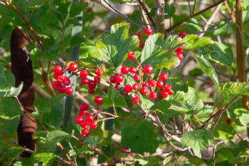 red ripe Autumn berries hanging from a tree