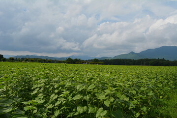 Fototapeta na wymiar ひまわり畑