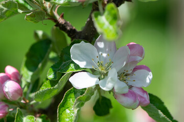 Apfelbaum / Blüten