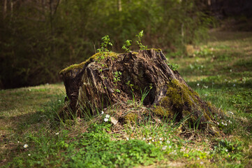 stump in the forest