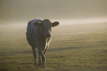 Kuh im Nebel
