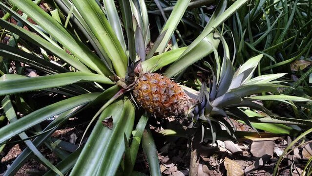 growing pineapple fruits in a garden on the island of sri lanka