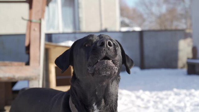Large black dog breed Cane Corso tethered barks in winter. Floating focus, defocus
