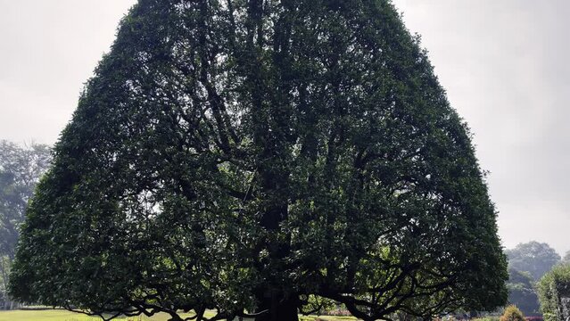 cone tree, plants of the Royal Botanic Garden on the island of sri lanka, the botanical garden of peradeniya
