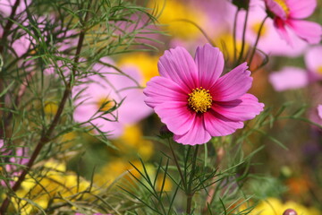 flowers cosmos in the garden