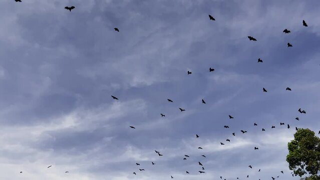 a flock of bats, a flock of flying dogs flying over the trees