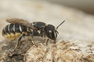 Closeup of a female small resin bee, Heriades crenulatus in the Gard , France