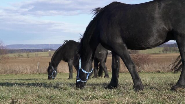 Two black friesian horses standing on the pasture