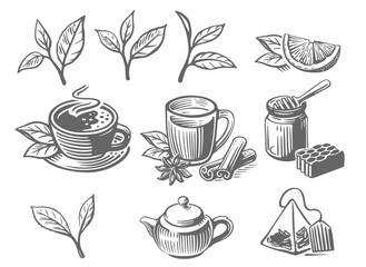 Green tea sketch. Leaves drawing