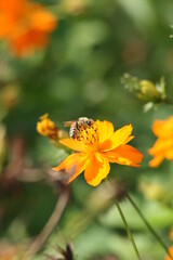 Bee on flower