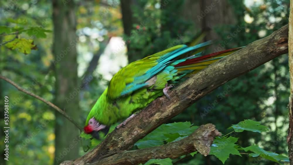 Wall mural Great green military macaw Ara militaris mexicana.