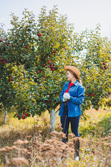 A beautiful young woman in a hat is picking red apples in a basket in an orchard. Harvesting apples in an organic garden. Autumn apple picking