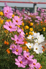 pink and white flowers
