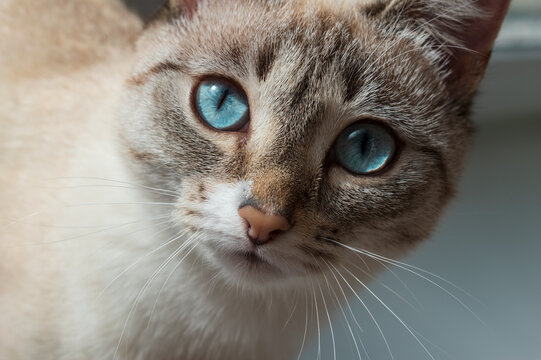Ojos Azules breed cat. Cat with beautiful blue eyes. Beige and white colors cat's face portrait. Cute Azules breed cat close-up photo. 