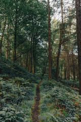 path in the woods on a dark day