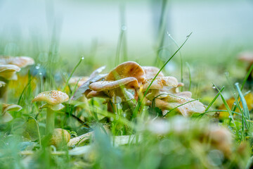 grzyby na łące, jesień, super tło na tapetę komputera lub telefonu