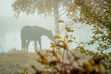 pasący się koń w mglisty jesienny poranek nad stawem