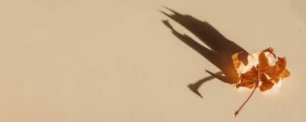 Single autumn maple tree leaf with shadow isolated on pastel background. Flat lay, top view....