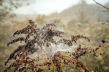 jesienne klimaty, suche trawy z pajęczynami w mglisty poranek - obrazy, fototapety, plakaty
