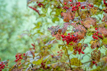 czerwone owoce na krzewie dzikorosnącym przy drodze jesienią