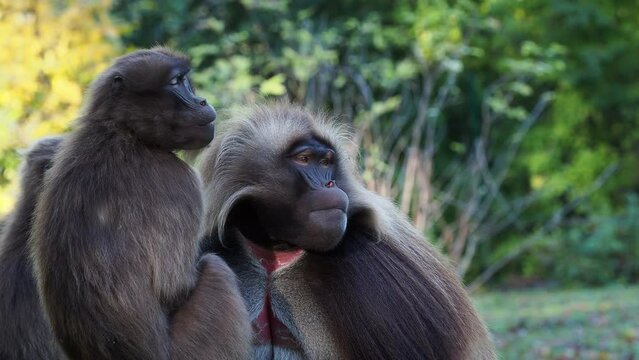 Family of gelada baboons (Theropithecus gelada)