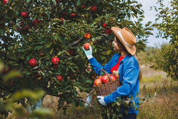 A beautiful young woman in a hat is picking red apples in a basket in an orchard. Harvesting apples in an organic garden. Autumn apple picking