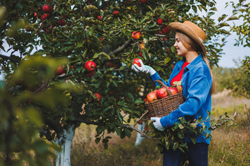 A woman collects juicy ripe apples in a wicker basket in an orchard. A woman's hand takes an apple from a basket. Harvesting apples in autumn