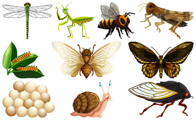 Different kinds of insects collection