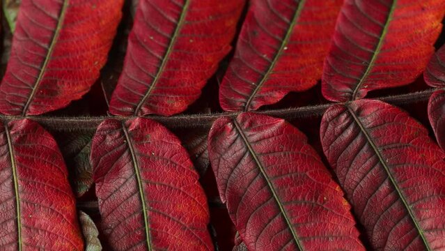 A closeup of the beautiful autumn leaves Rhus typhina, the staghorn sumac