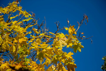Fototapeta na wymiar autumn leaves in the sky