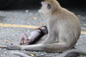 wild monkeys in the city 