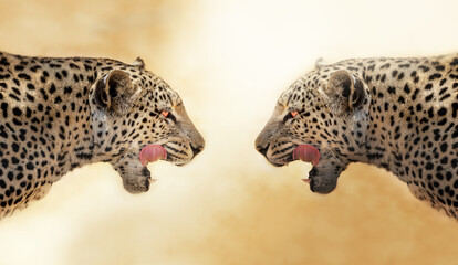 Fototapeta na wymiar epic wide fine art leopard photo