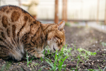 Bengal cat eats with pleasure fresh new grass outdoors in the spring. 