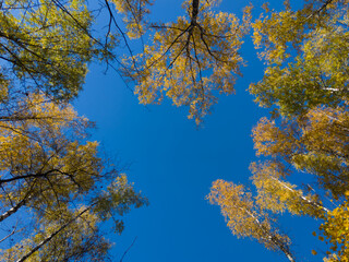 Obraz premium Fall autumn treetops upward view from a ground