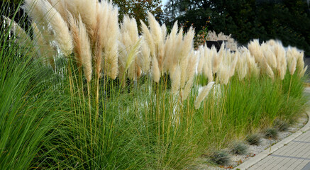 also known as pampas grass or pampas dicotyledon, is a sturdy perennial grass originally from South...