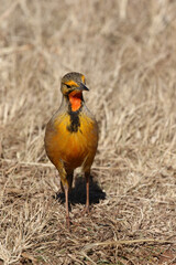 Cape Longclaw, Addo Elephant National Park, South Africa