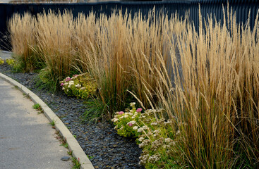 streets with gray fences of fodin gardens. flower beds line the plot. mulched with slate. planting perennials and grasses - obrazy, fototapety, plakaty