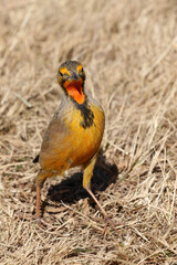 Cape Longclaw, Addo Elephant National Park, South Africa