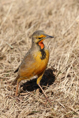 Cape Longclaw, Addo Elephant National Park, South Africa