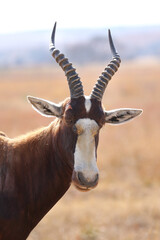 Blesbok ram, Addo Elephant National Park, Port Elizabeth, South Africa