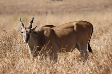Eland antelope, Kruger National Park, South Africa