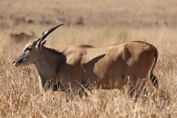 Eland antelope, Kruger National Park, South Africa