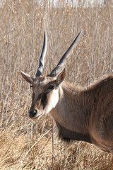 Eland antelope, Kruger National Park, South Africa
