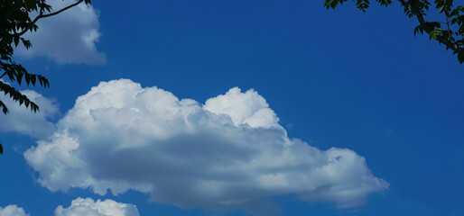 Blue sky behind pine branches