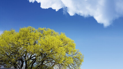 Obraz premium single tree , the blue sky and white cloud