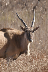Eland antelope, Kruger National Park, South Africa