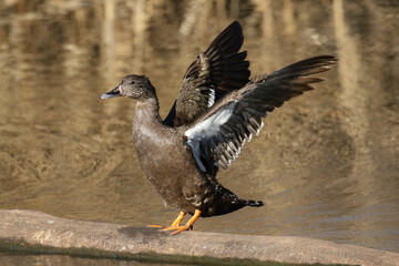 Fototapeta premium African Black Duck flapping its wings, Kruger National Park, South Africa 