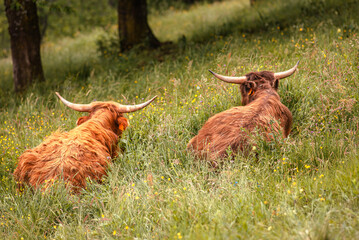 Highland cattle at pasture in mountain Hairy coo sustainable breeding for slaughter Environmental sustainability - obrazy, fototapety, plakaty