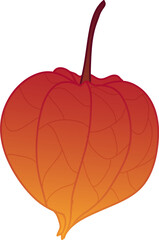 Autumn leaf. Fall leaves illustration. Physalis
