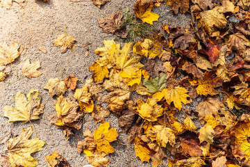 autumn maple leaves on path of the park from stone chips